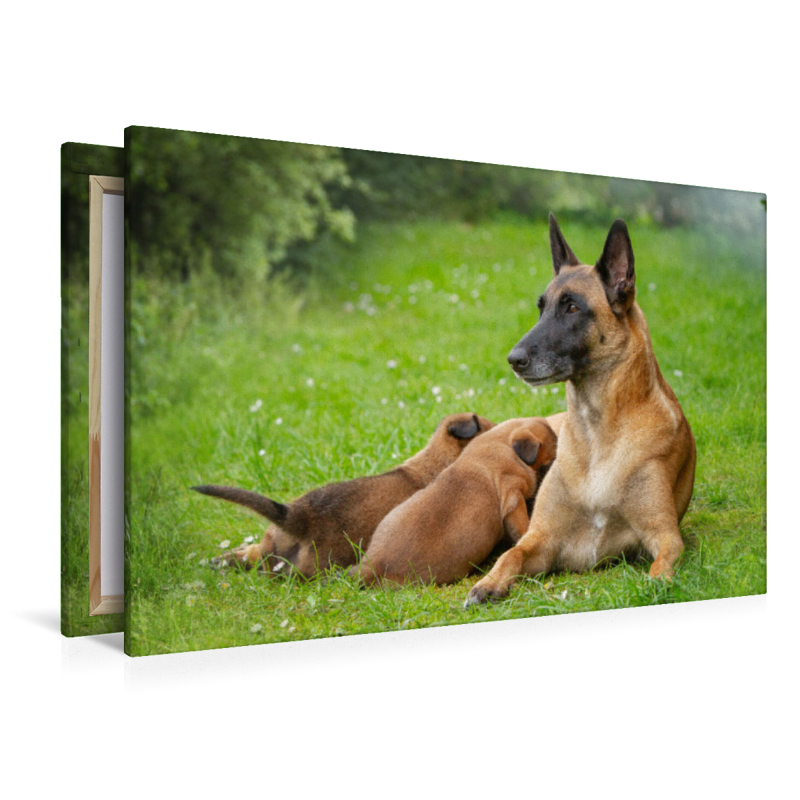 Ein Motiv aus dem Kalender Traumhund Malinois