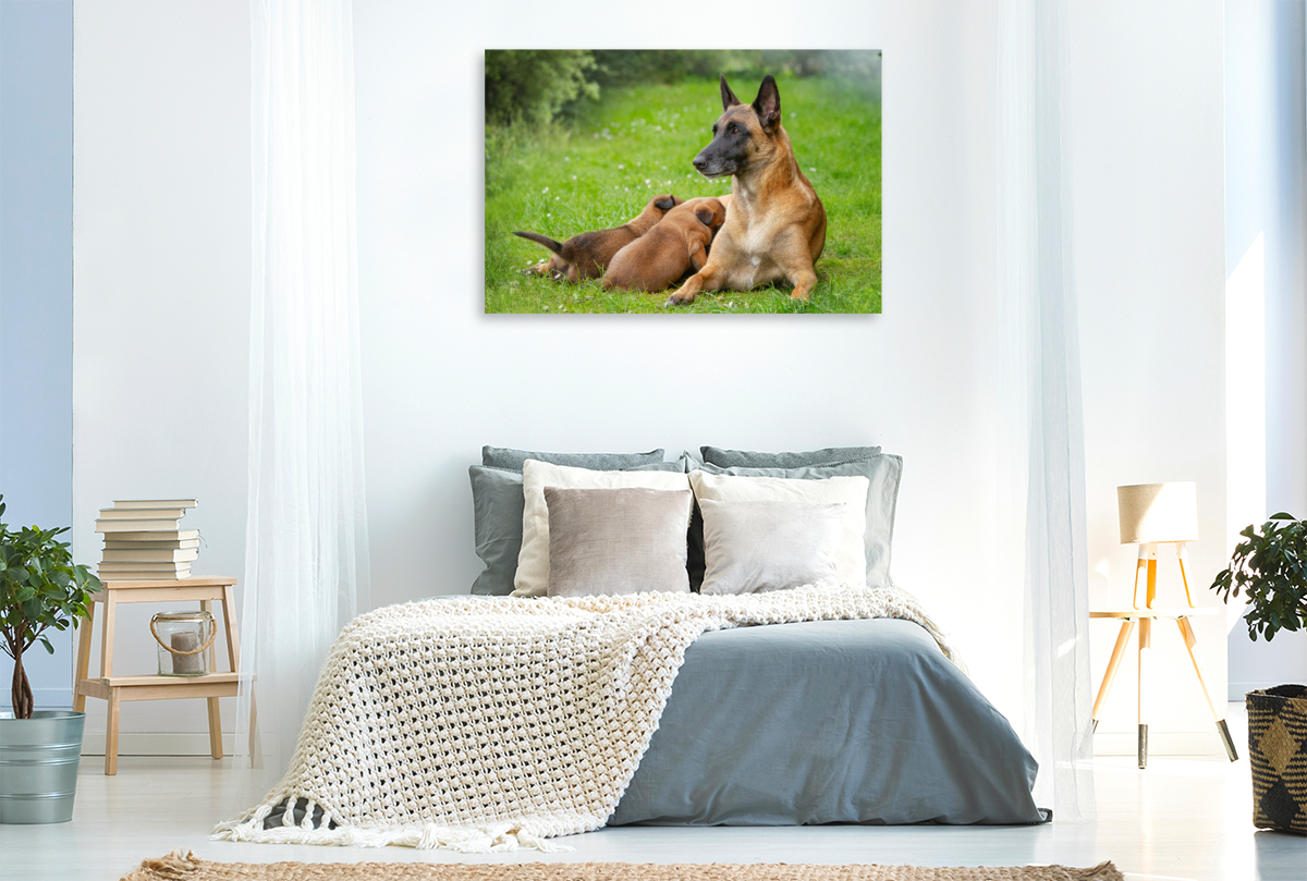 Ein Motiv aus dem Kalender Traumhund Malinois