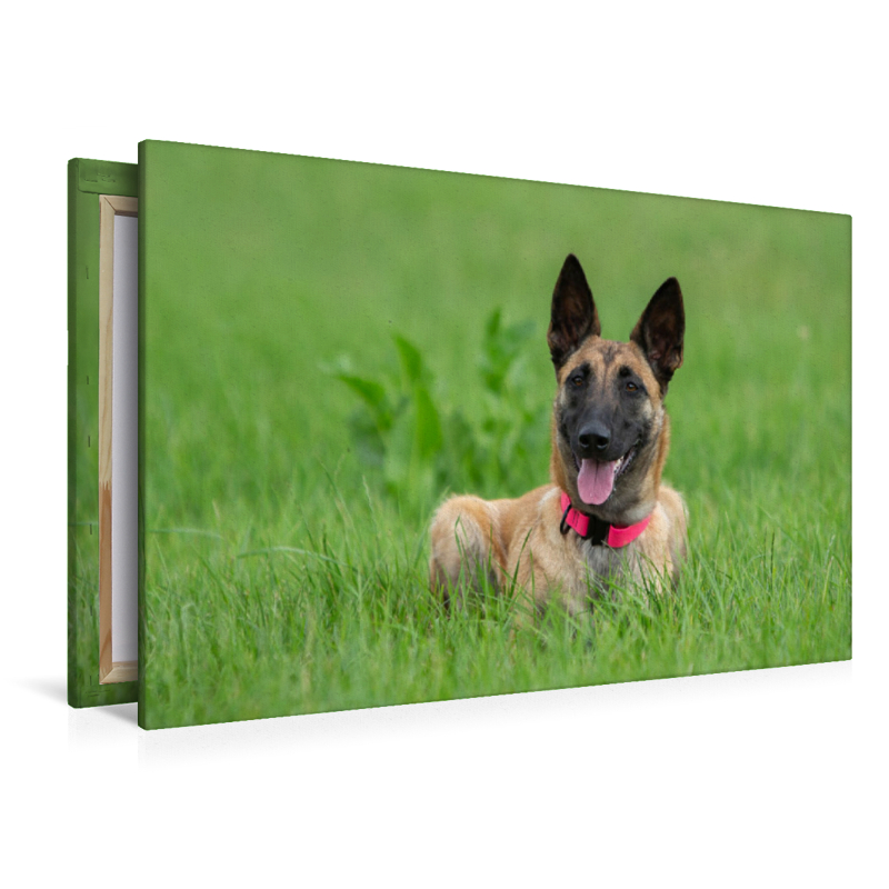 Ein Motiv aus dem Kalender Traumhund Malinois