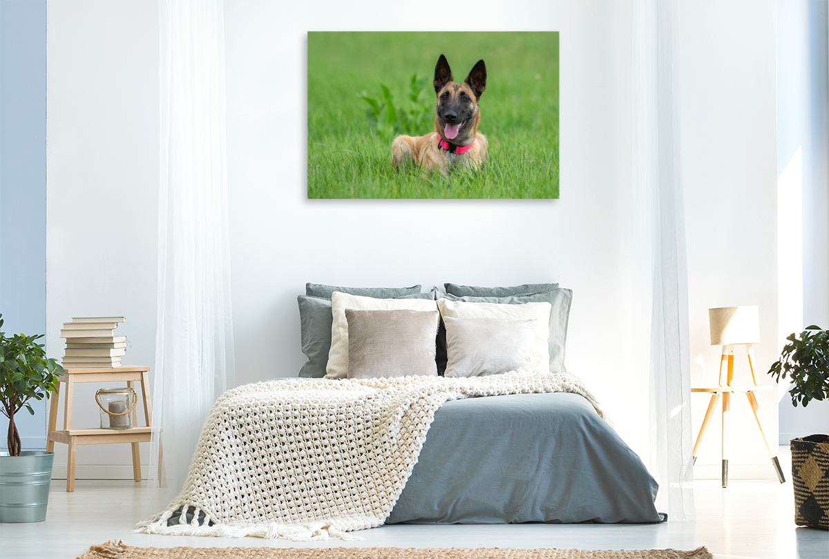 Ein Motiv aus dem Kalender Traumhund Malinois