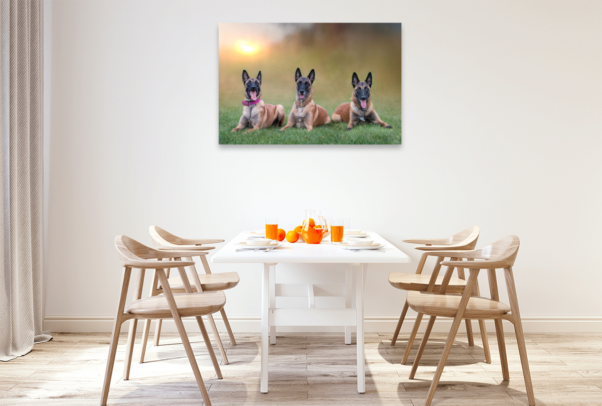 Ein Motiv aus dem Kalender Traumhund Malinois