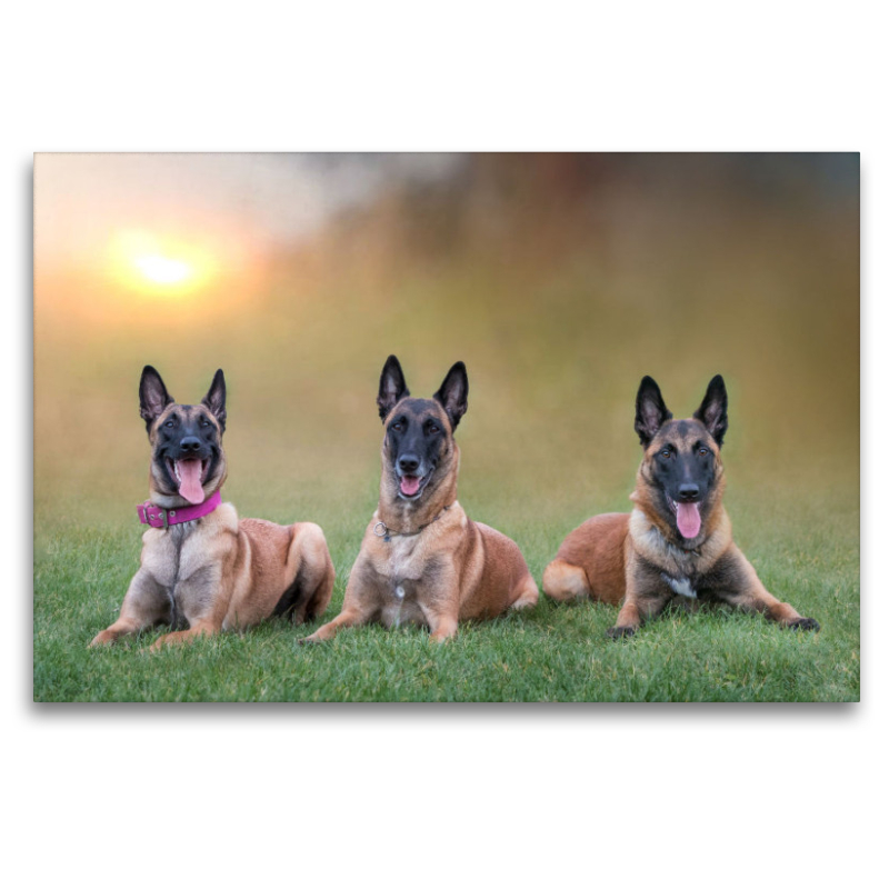 Ein Motiv aus dem Kalender Traumhund Malinois