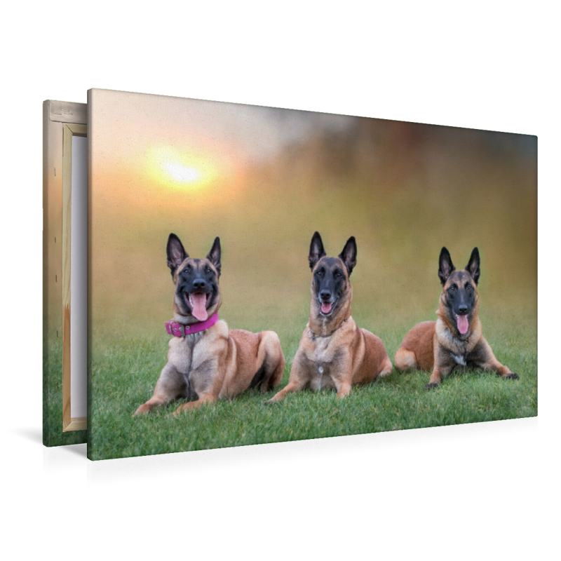 Ein Motiv aus dem Kalender Traumhund Malinois