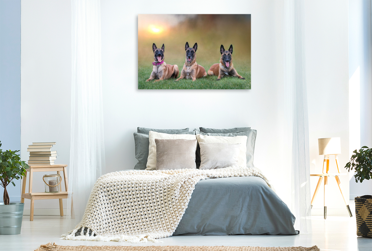 Ein Motiv aus dem Kalender Traumhund Malinois