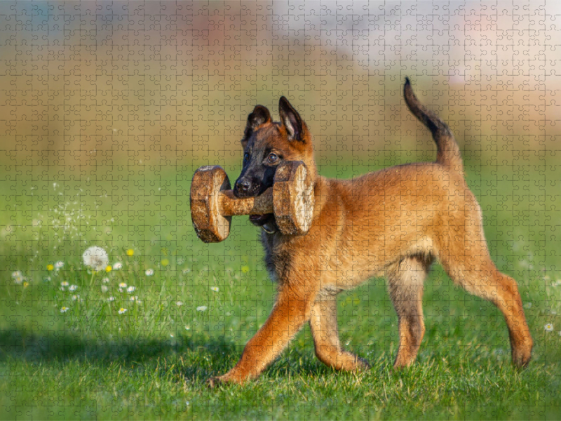 Ein Motiv aus dem Kalender Traumhund Malinois