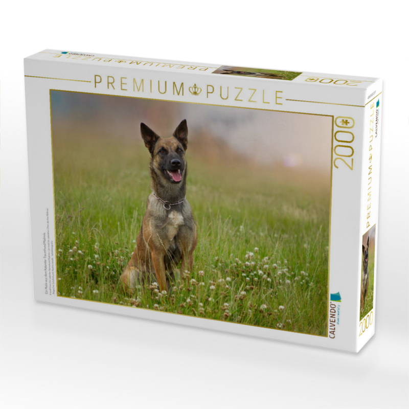 Ein Motiv aus dem Kalender Traumhund Malinois