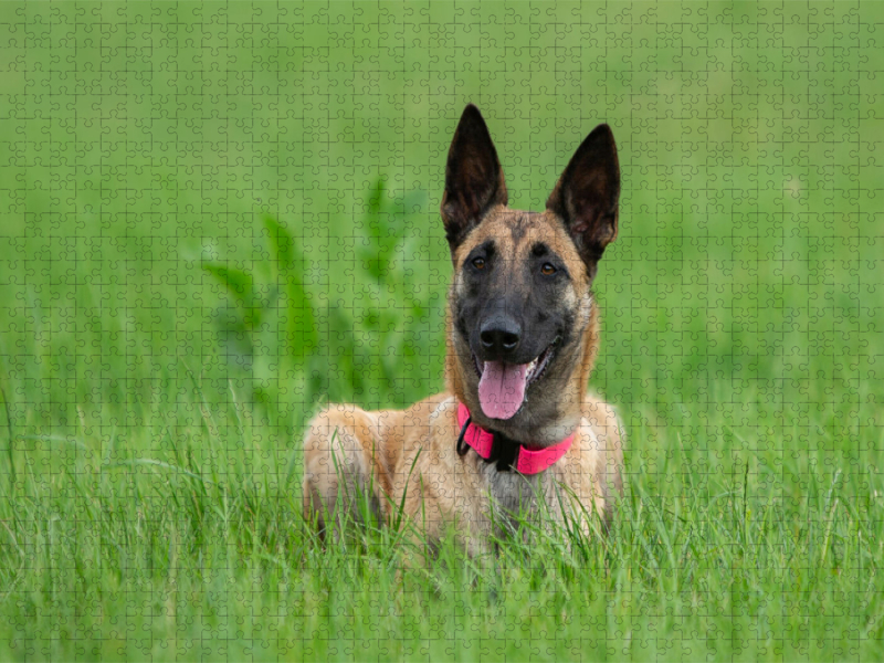 Ein Motiv aus dem Kalender Traumhund Malinois