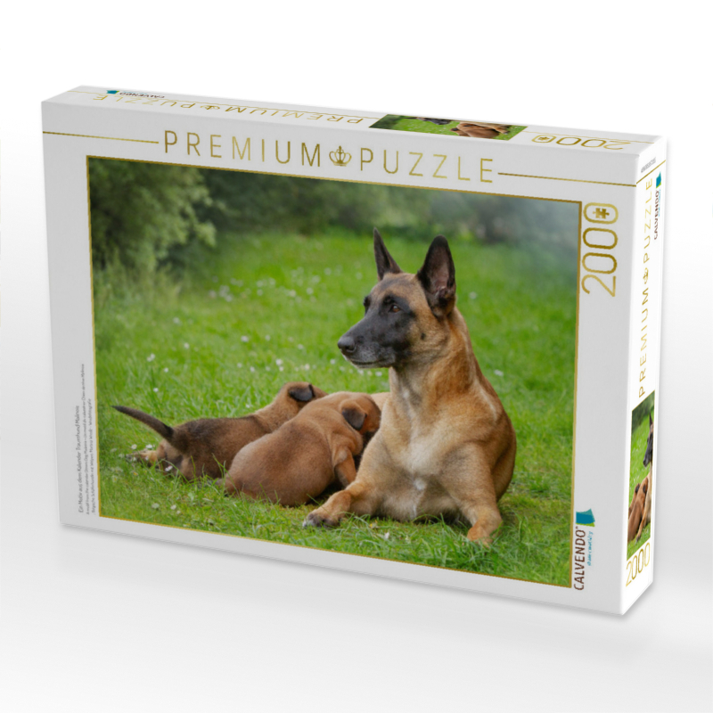 Ein Motiv aus dem Kalender Traumhund Malinois