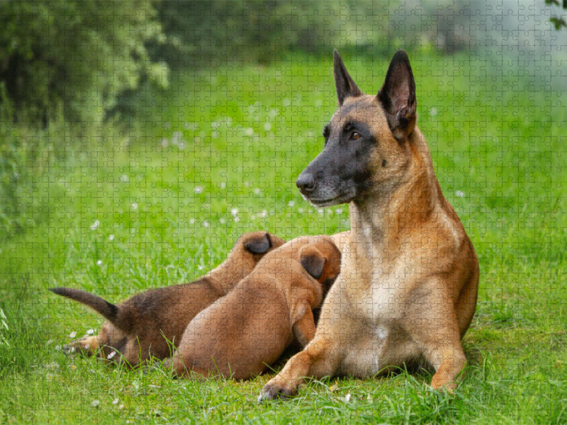 Ein Motiv aus dem Kalender Traumhund Malinois