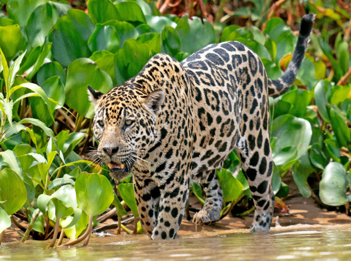 Jaguar auf der Pirsch