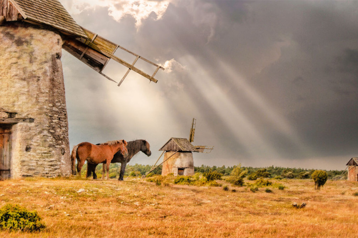 Pferde vor alter Windmühle in Gotland Schweden