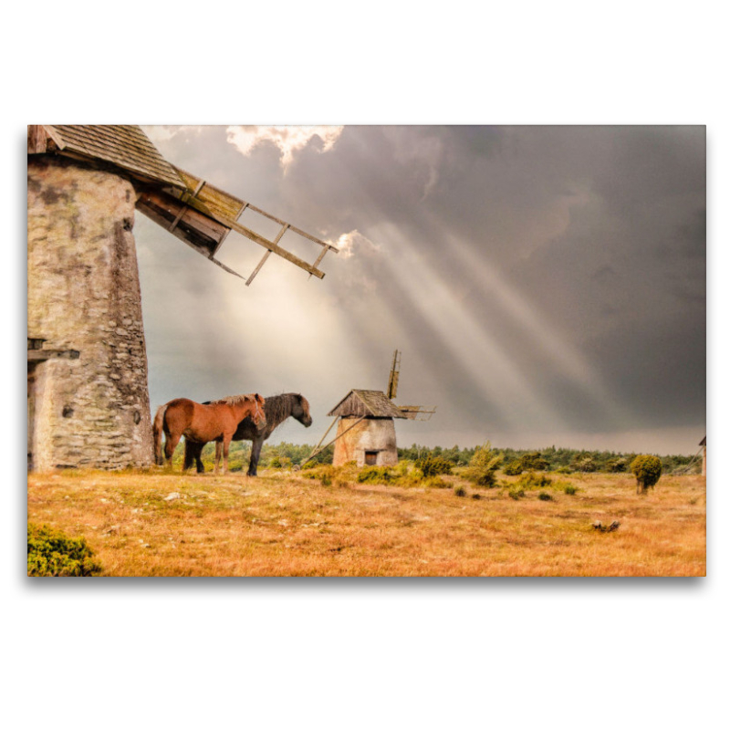 Pferde vor alter Windmühle in Gotland Schweden