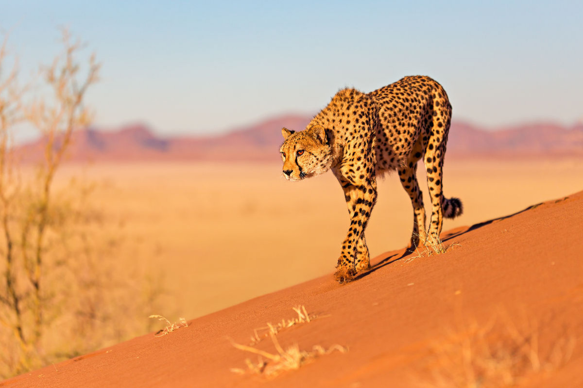 Gepard auf einer Düne in Namibia