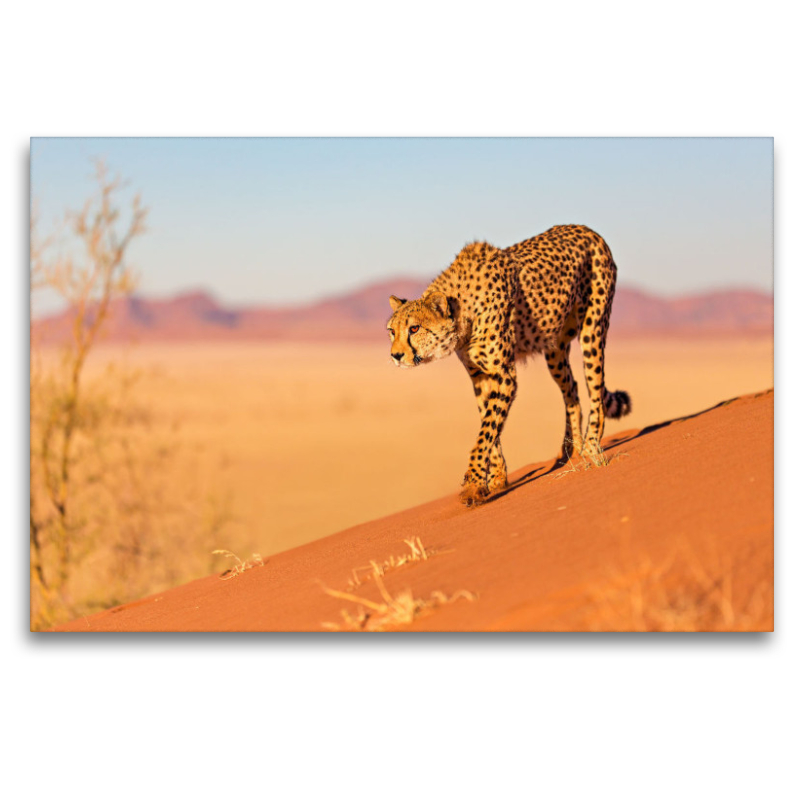 Gepard auf einer Düne in Namibia