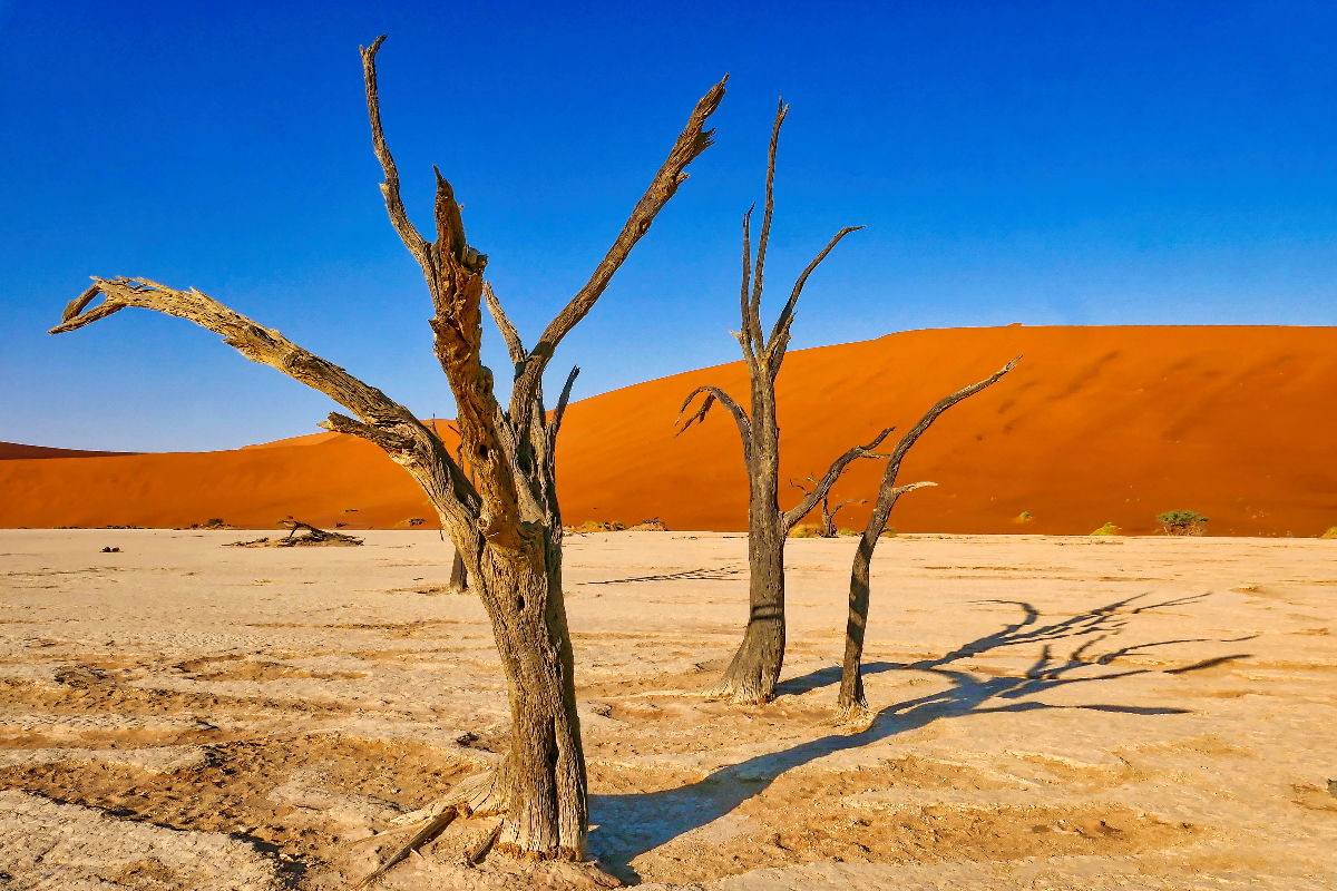 Kameldornbaum Dead Vlei Namibia