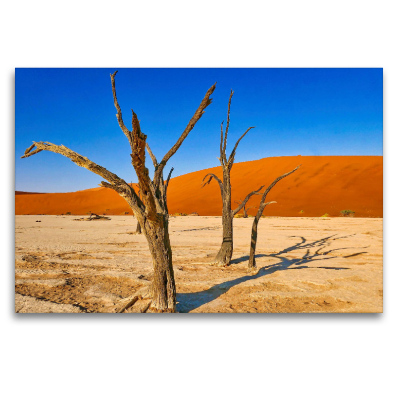 Kameldornbaum Dead Vlei Namibia