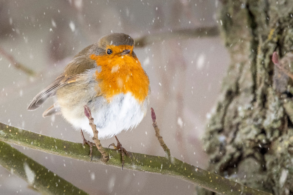 Der erste Schnee