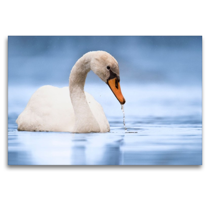 Trinkender Schwan