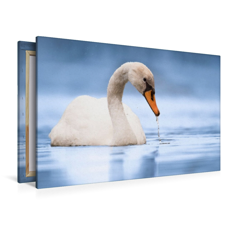 Trinkender Schwan