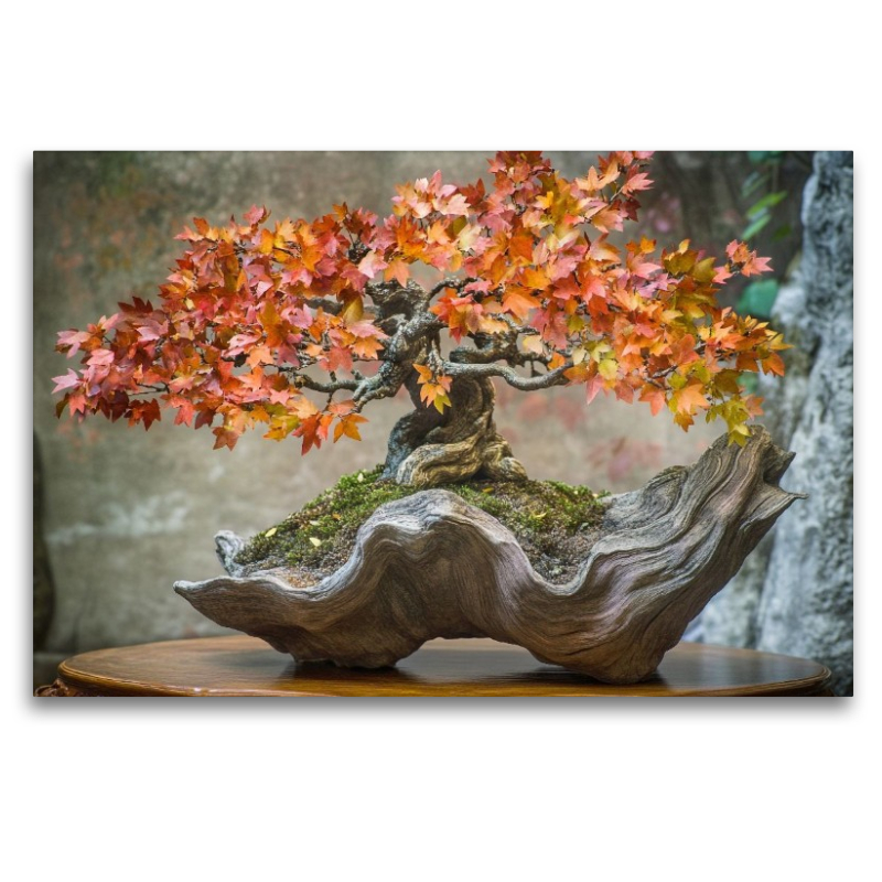 Bonsai – Die Seele der Natur