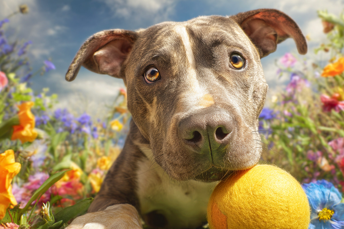 Pit Bull mit Ball