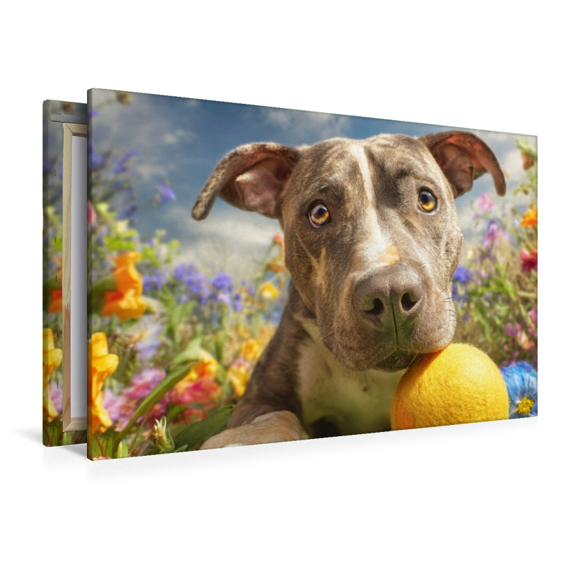 Pit Bull mit Ball