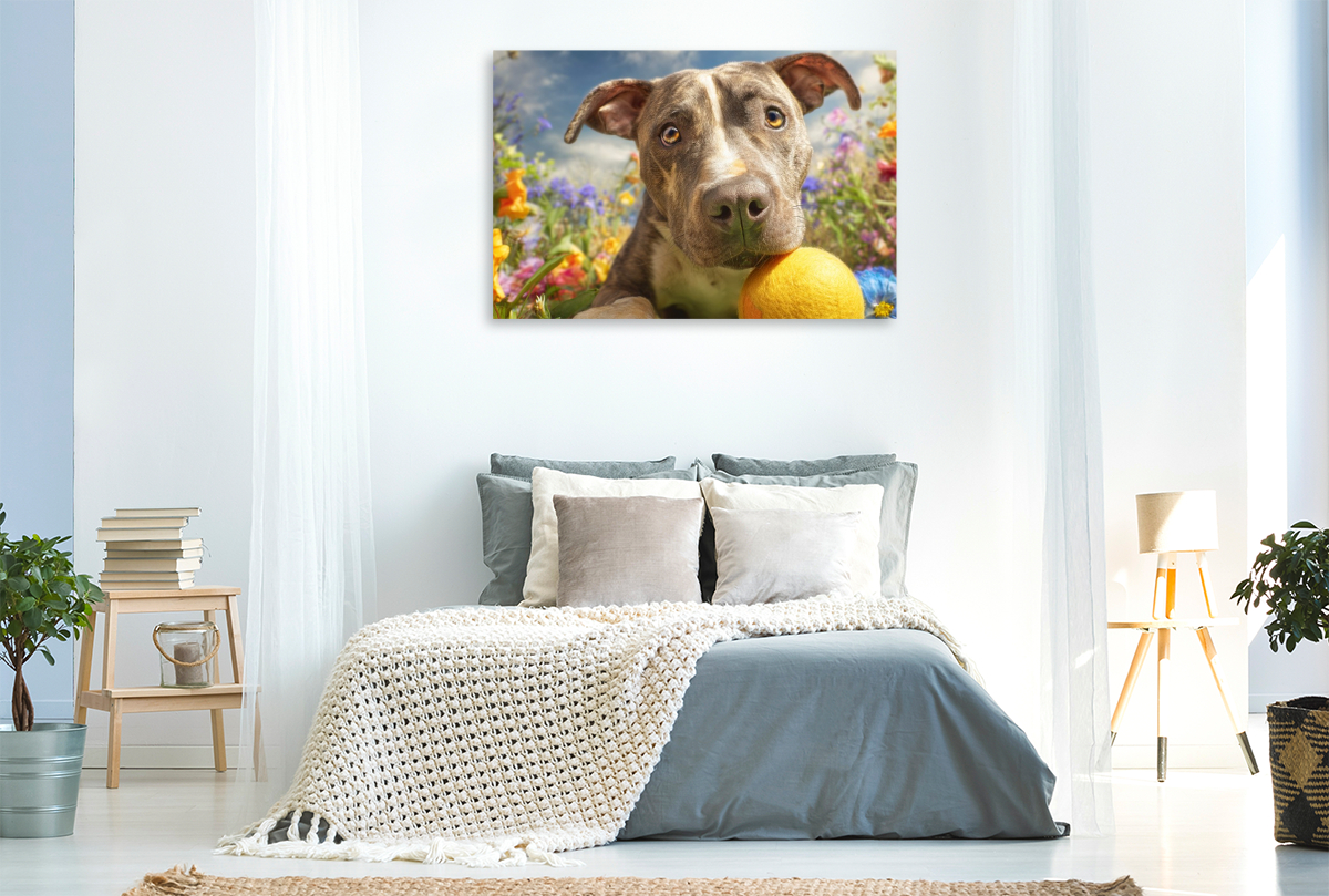 Pit Bull mit Ball