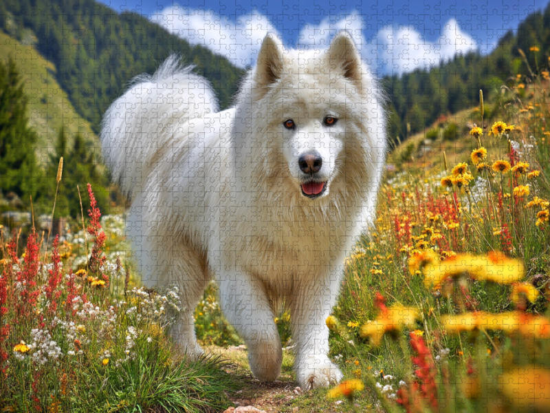 Samojede auf der Bergwiese