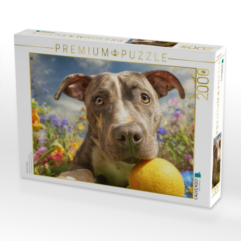 Pit Bull mit Ball