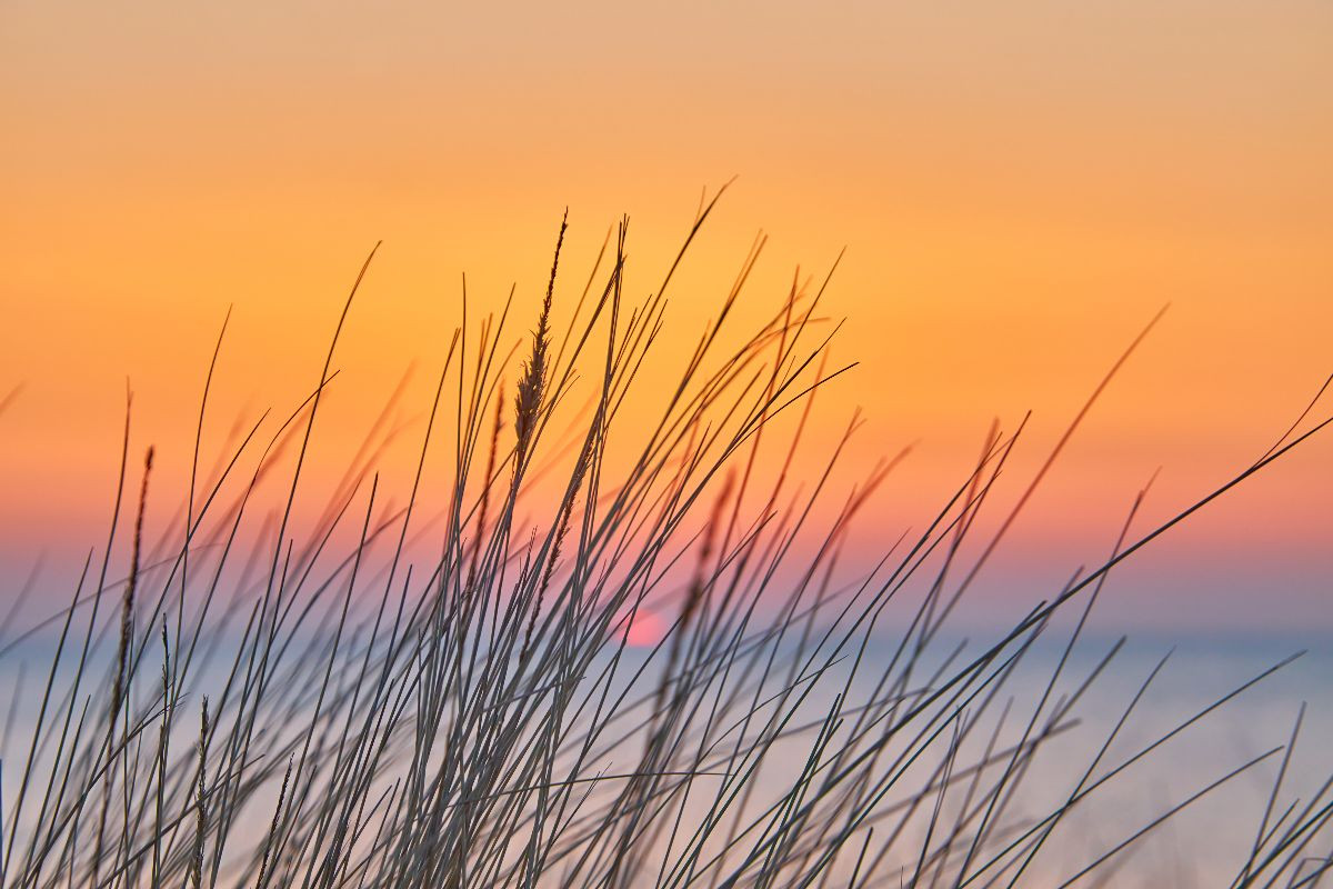 Dünengras im Sonnenuntergang