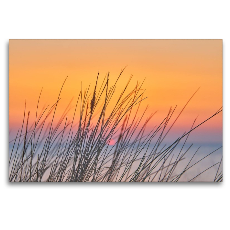 Dünengras im Sonnenuntergang