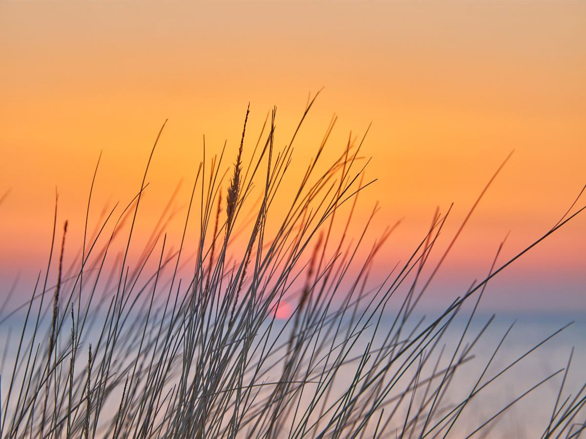 Dünengras im Sonnenuntergang