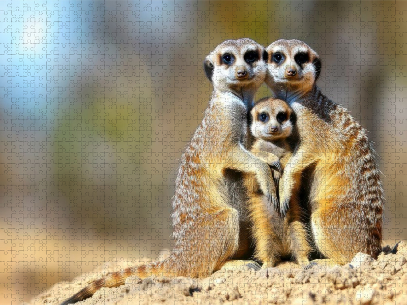 Ein wunderschönes Familienfoto