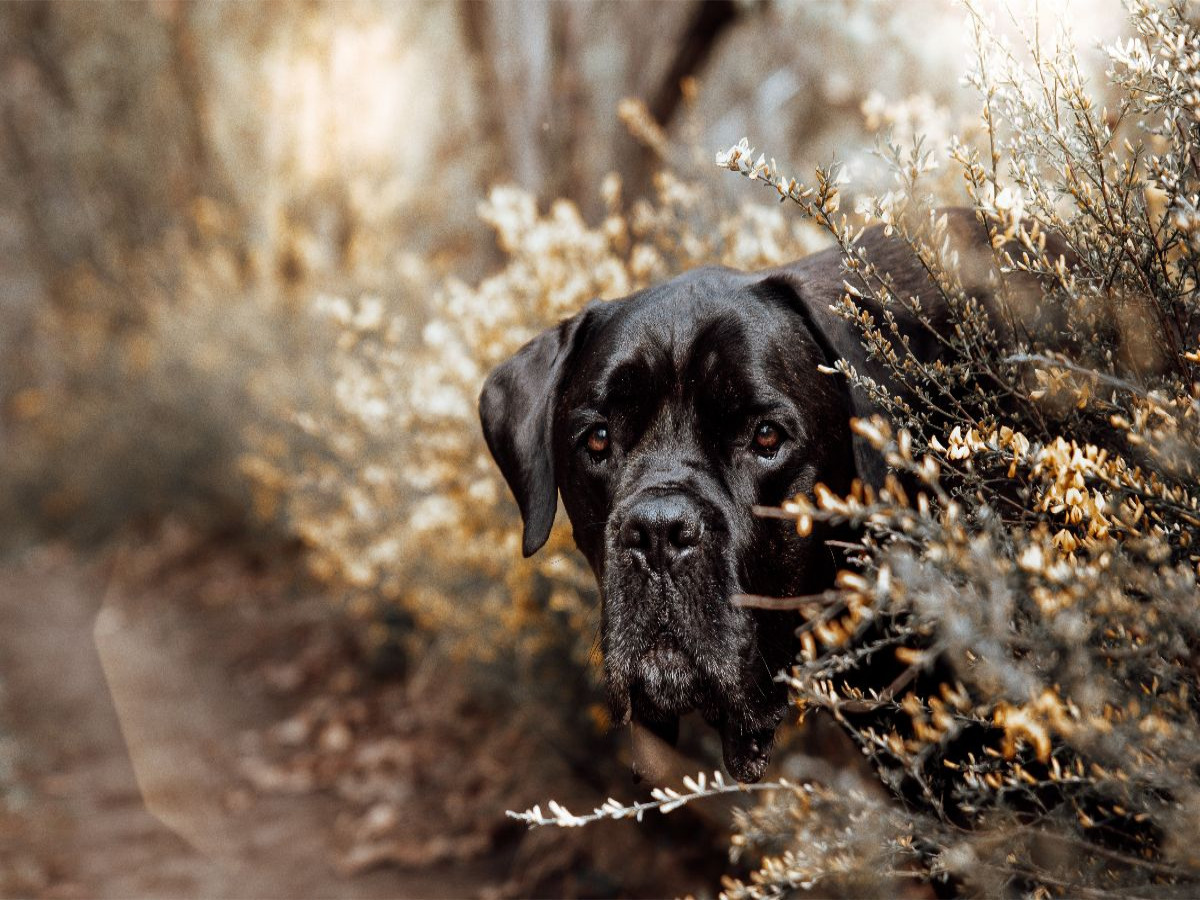 Cane Corso