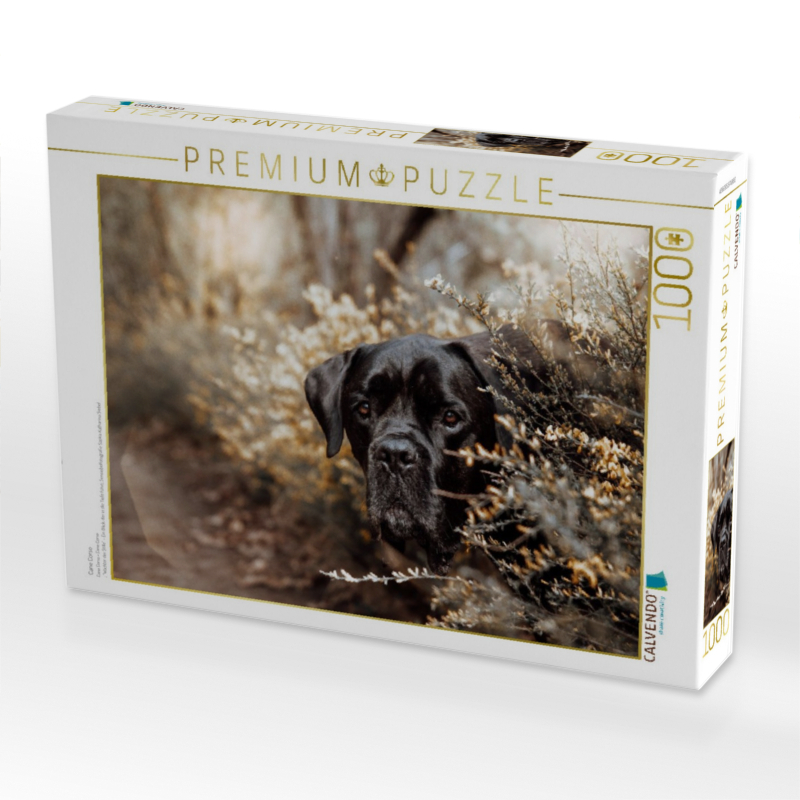 Cane Corso