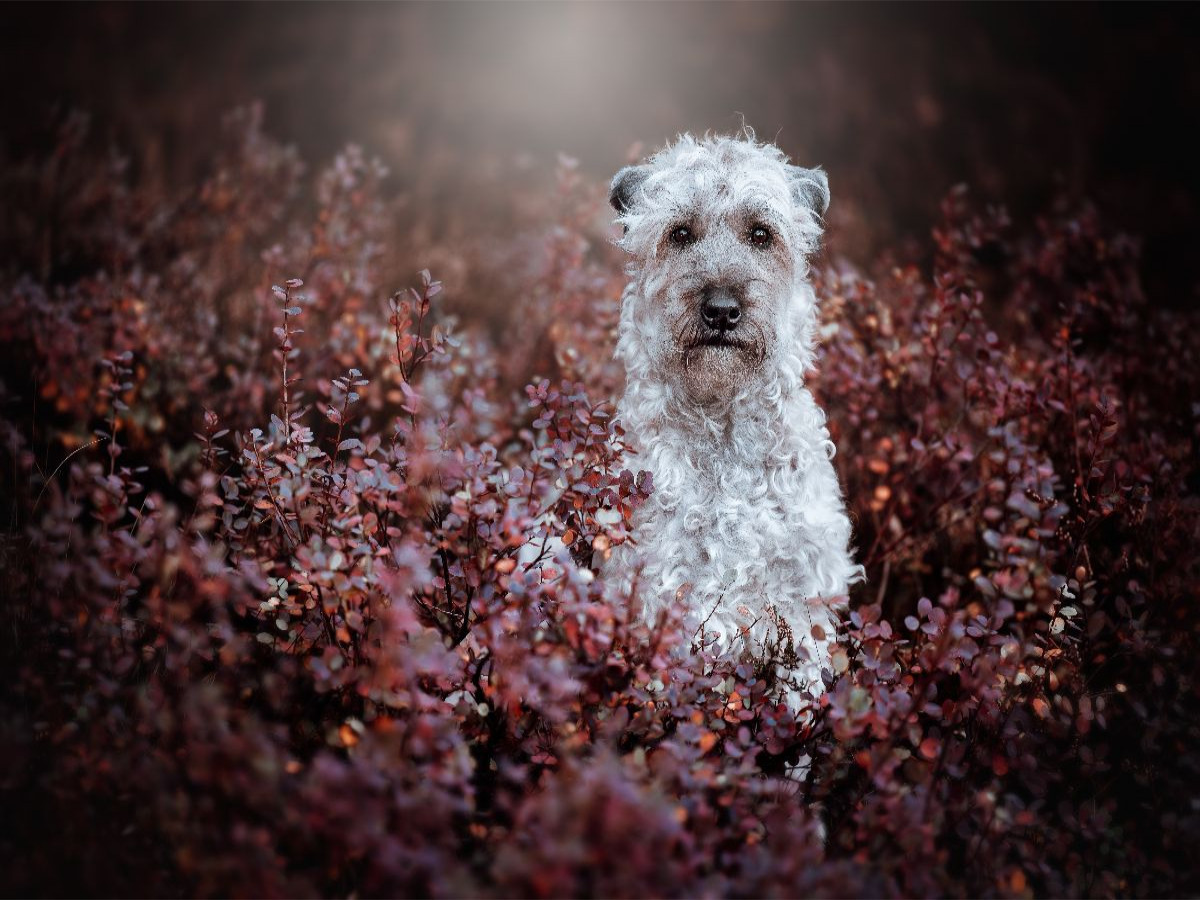 Irish soft coated wheaten Terrier