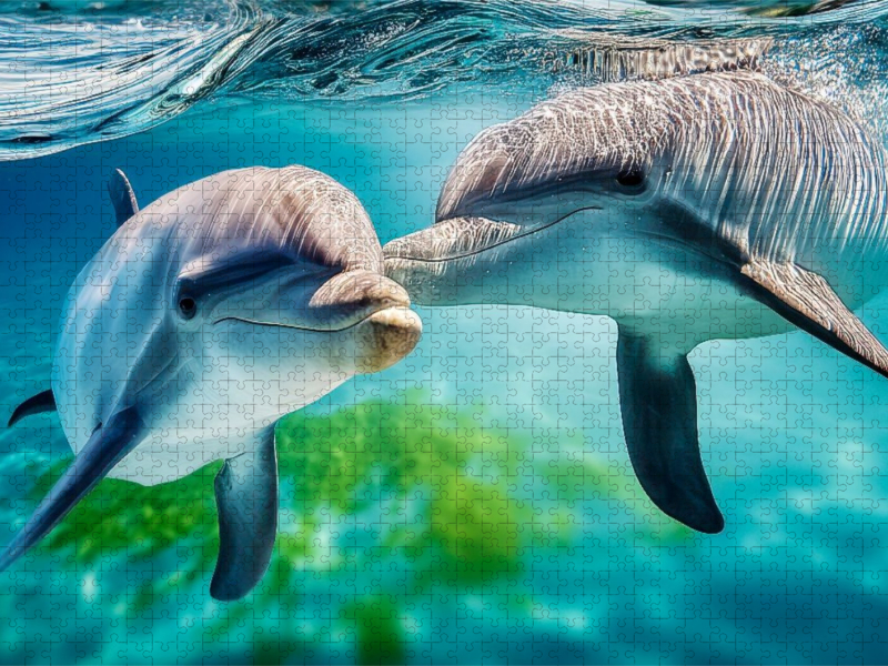 Was für ein Delfin-Leben