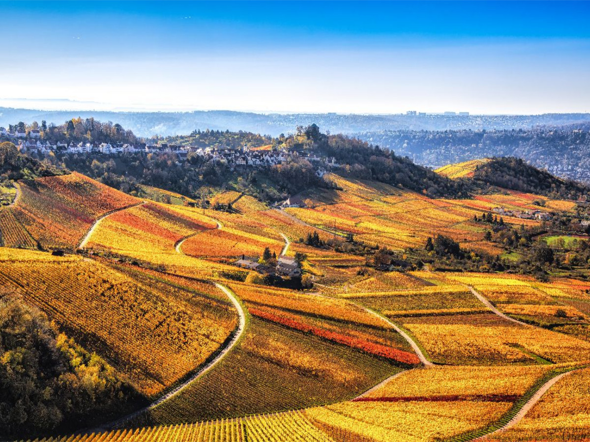 Herbstliches Panorama über die sanft eingebetteten Weinreben in Stuttgart Rotenberg