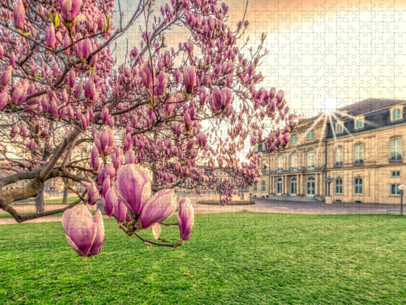 Magnolien Blüte auf dem Stuttgart Schlossplatz