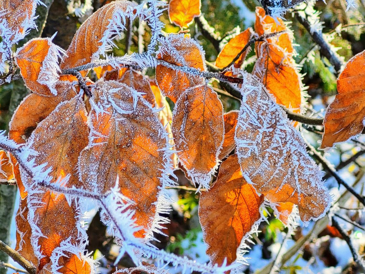 Frostblätter – Schönheit im Stillstand