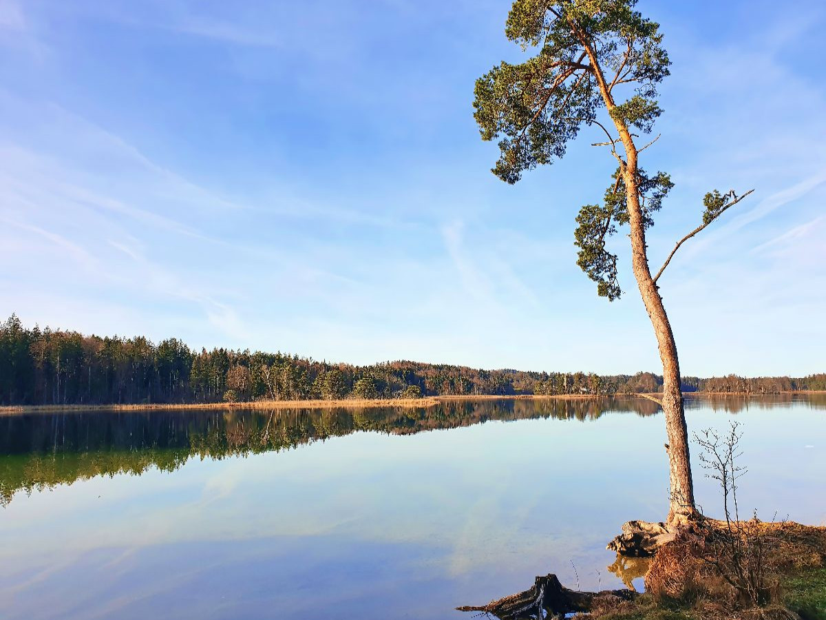 Akzeptanz statt Widerstand - Baum an den Osterseen