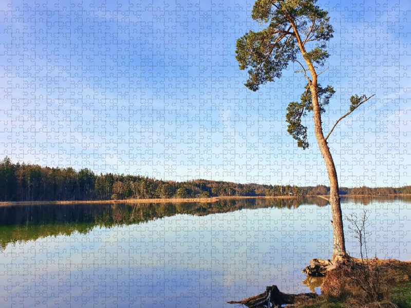 Akzeptanz statt Widerstand - Baum an den Osterseen