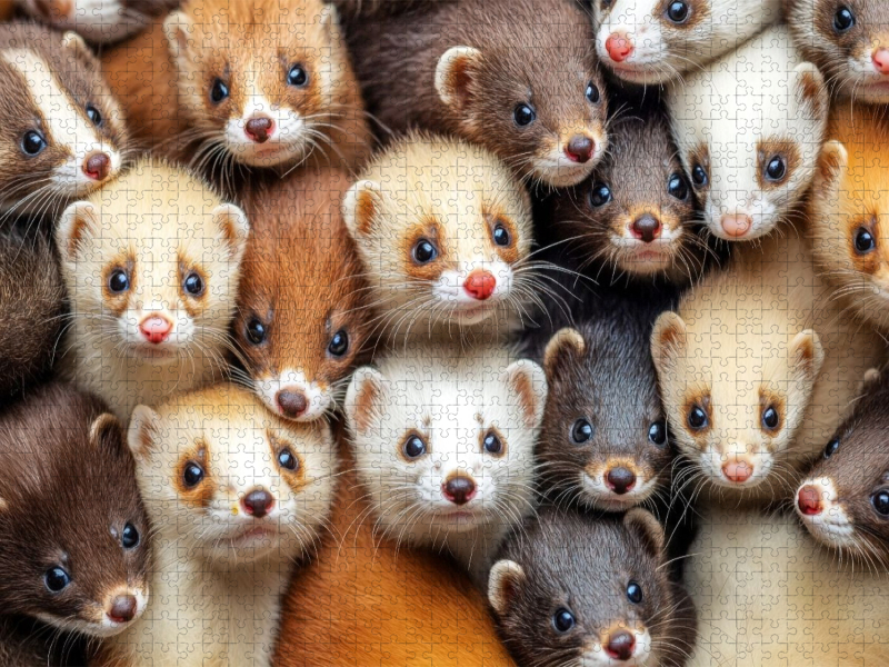Frettchen Kuschelhaufen
