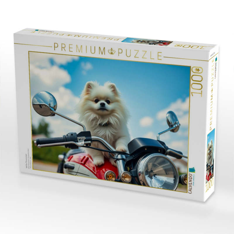 Weißer Pomeranian