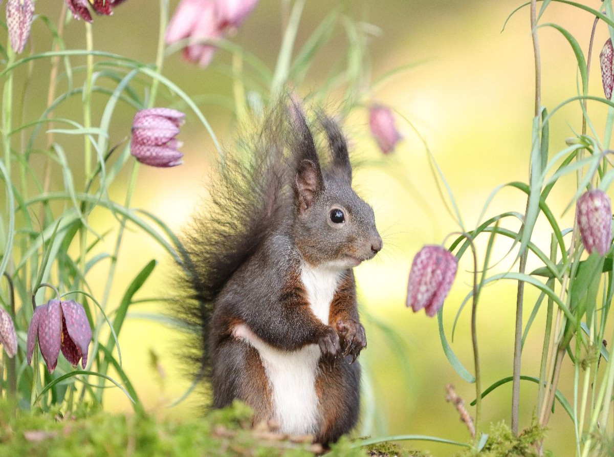 Blumenmädchen