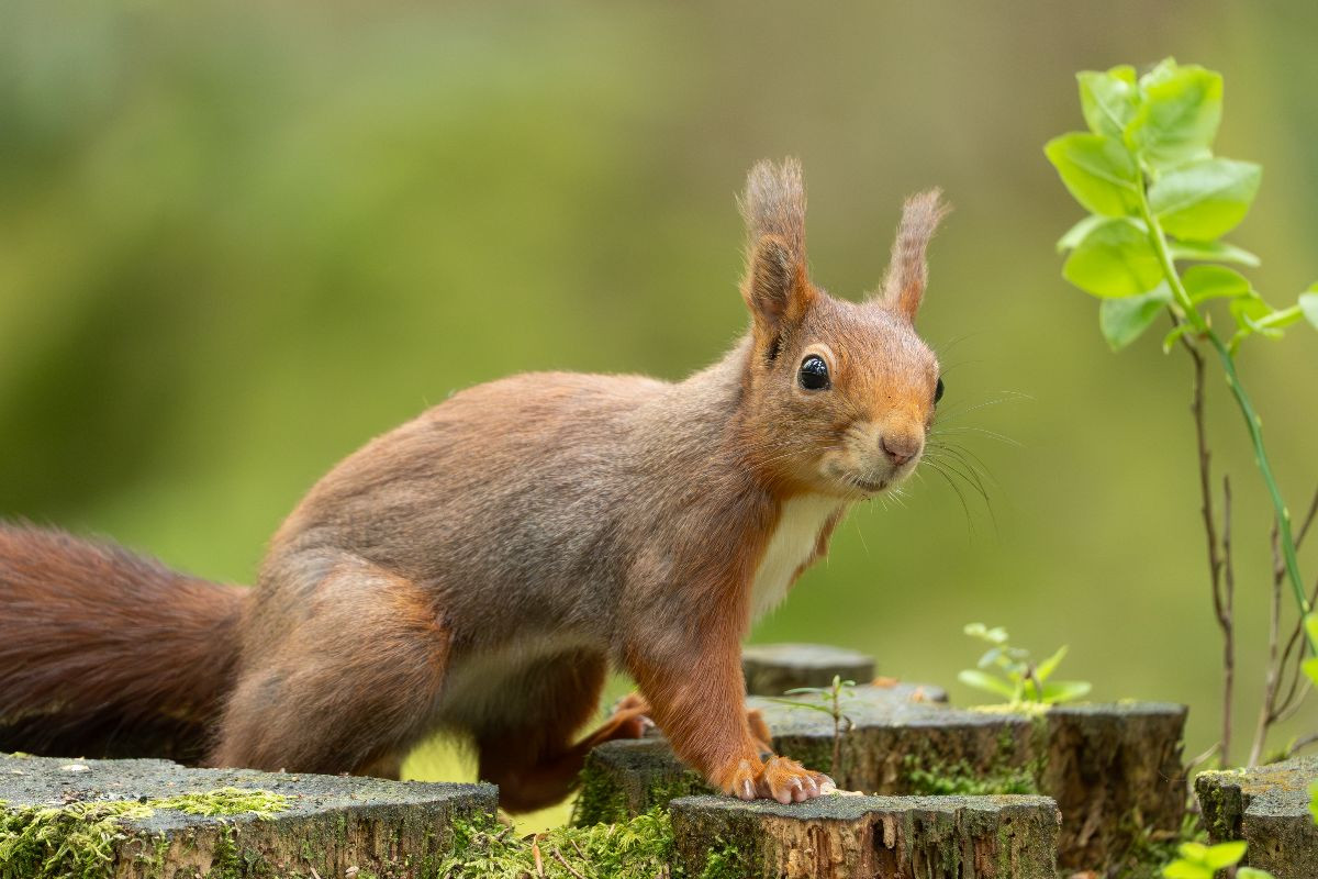 Ein Motiv aus dem Kalender Das Eurasische Eichhörnchen - Kunterbuntes Waldtreiben
