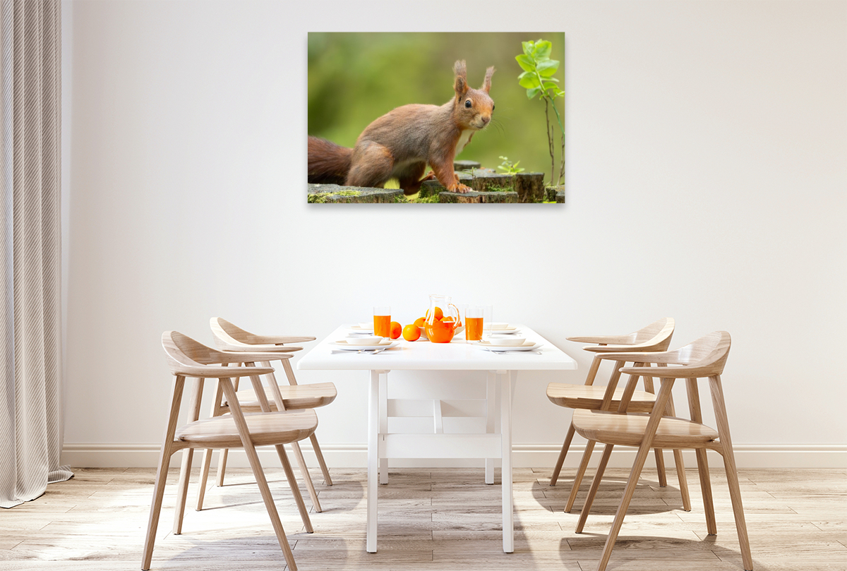 Ein Motiv aus dem Kalender Das Eurasische Eichhörnchen - Kunterbuntes Waldtreiben