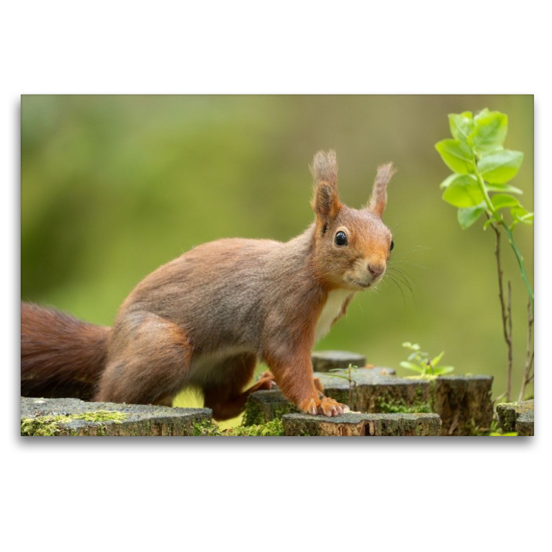Ein Motiv aus dem Kalender Das Eurasische Eichhörnchen - Kunterbuntes Waldtreiben