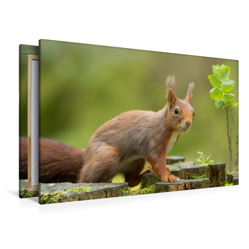 Ein Motiv aus dem Kalender Das Eurasische Eichhörnchen - Kunterbuntes Waldtreiben