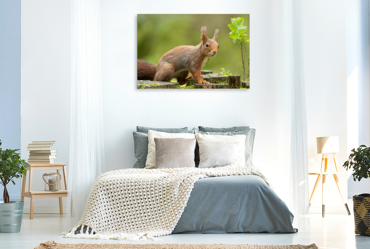 Ein Motiv aus dem Kalender Das Eurasische Eichhörnchen - Kunterbuntes Waldtreiben